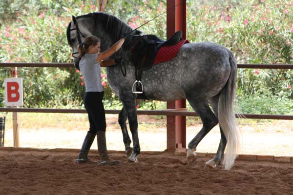 Take part in both under saddle and ground work lessons during the High School dressage riding holiday in Spain