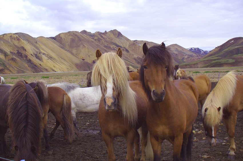 Fjallabak Tour- ride willing horses on this riding holiday in Iceland