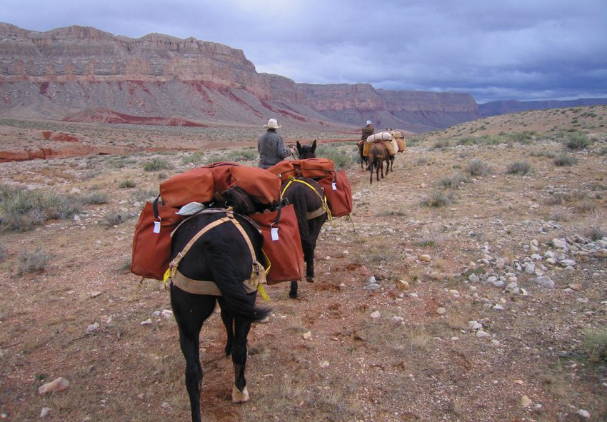 The pack string carries the luggage on your horseback riding trip in the Grand Canyon, Arizona