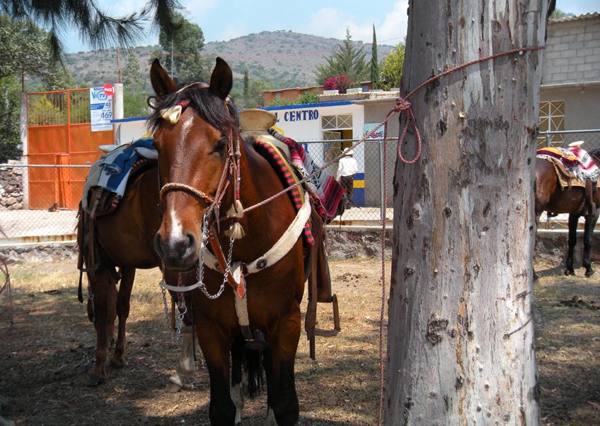 Your horses are sturdy partners during your horseback riding trip in Mexico at Rancho Puesto del Sol