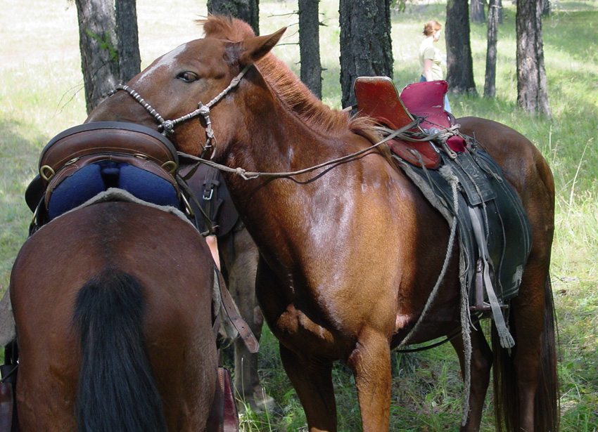 Ride in tradition tack on the Karakorum horseback riding holiday in Mongolia