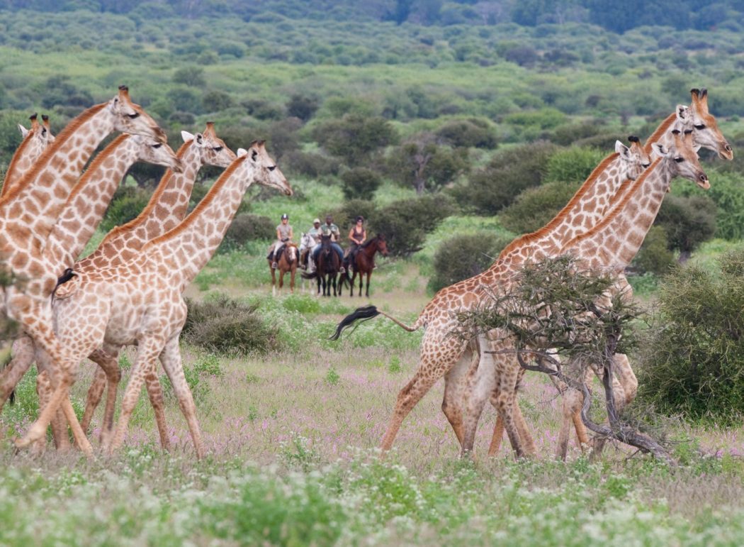 See abundant game on the Tuli horse safari in Botswana