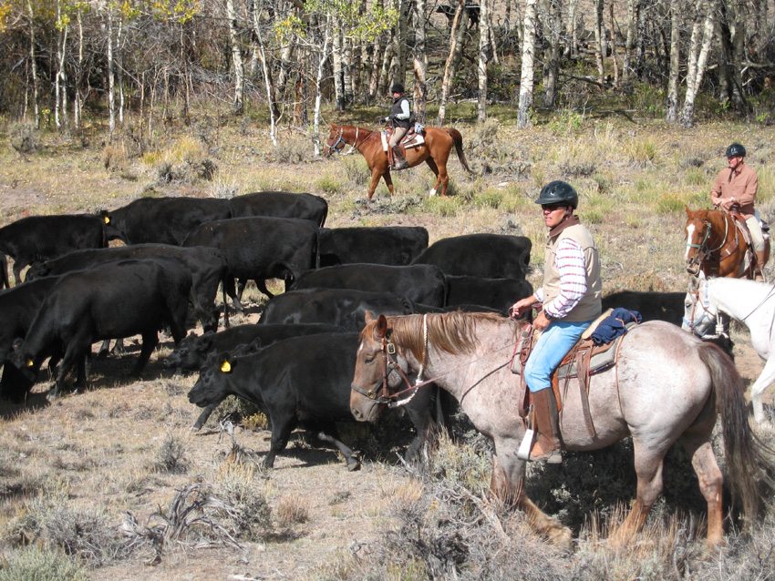 Many helping hands are needed on the Bitterroot Ranch cattle drive in Wyoming