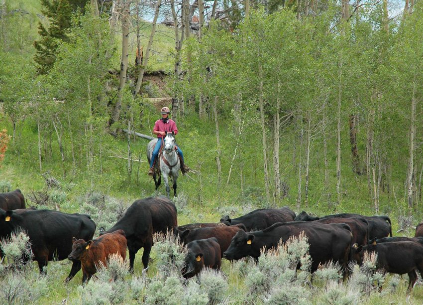 The work can be challenging on this authentic cattle drive in Wyoming