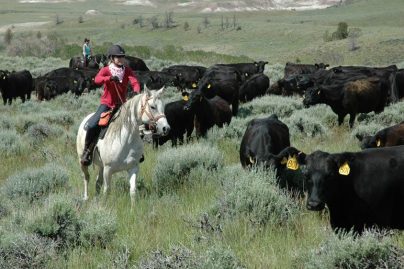 Cattle drive in Wyoming