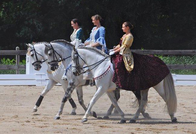 Classical Dressage in New England- your instructors and horses are both trained to high levels