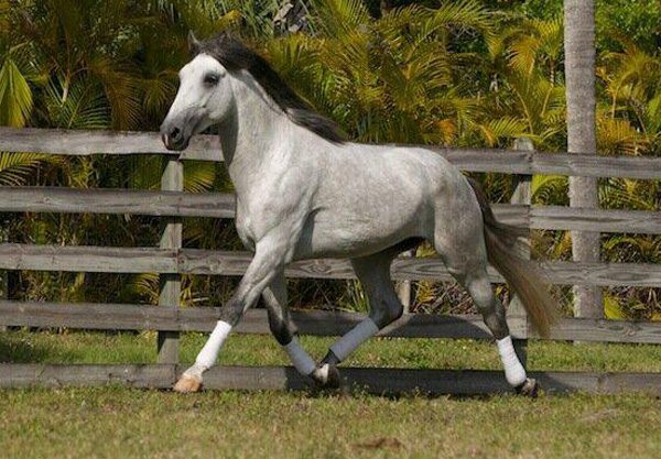 Florida Dressage- beautiful horses await you at this dressage riding destination