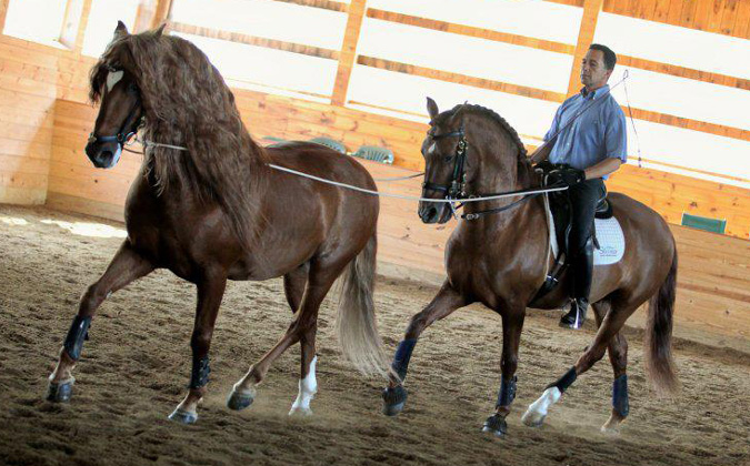 Florida Dressage- experience high levels of expertise on your dressage vacation
