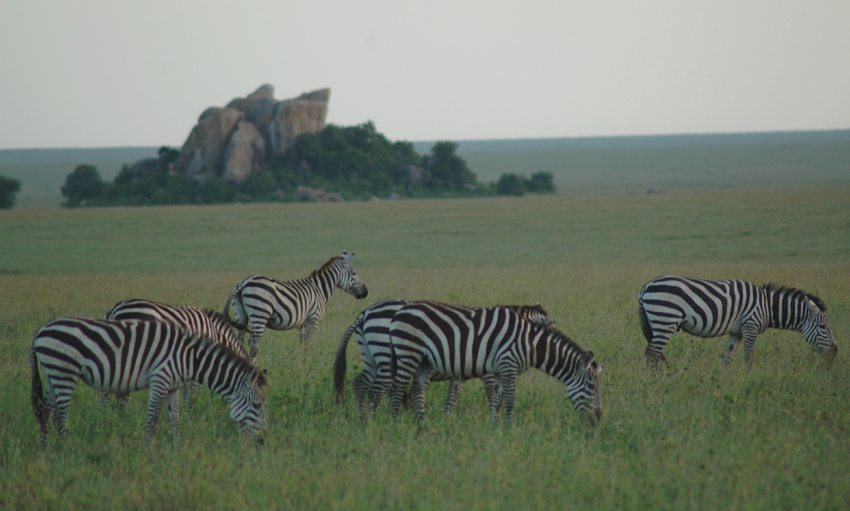 Zebras at dusk on the Serengeti