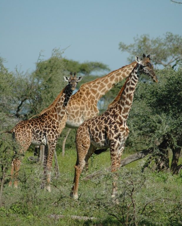 Giraffe make their home in the Serengeti