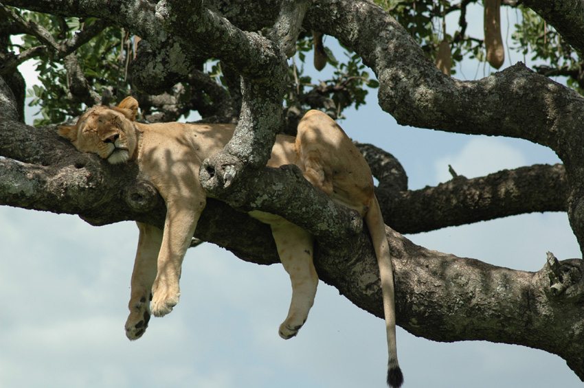 Lions find good perches along the Serengeti