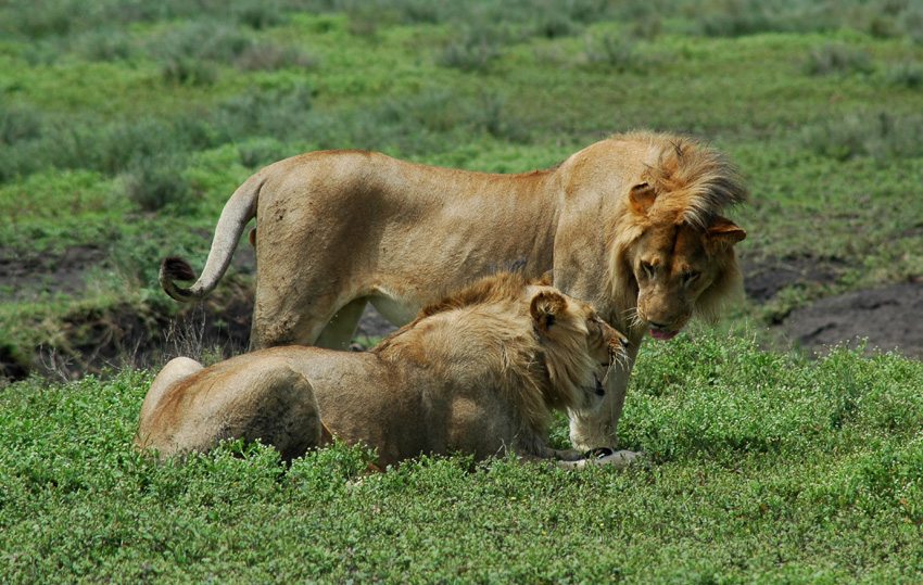 See wonderful game on your tour of the Serengeti