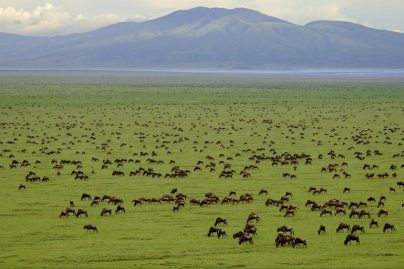 See vast land and animals on this tour of the Serengeti