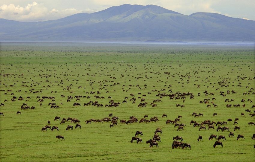 See vast land and animals on this tour of the Serengeti