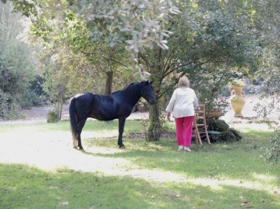 The Wild Sardinian horse awaiting his apples